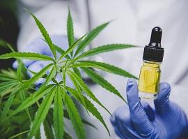 Don’t Delay When It Comes To Using UK And Cannabis | lydard